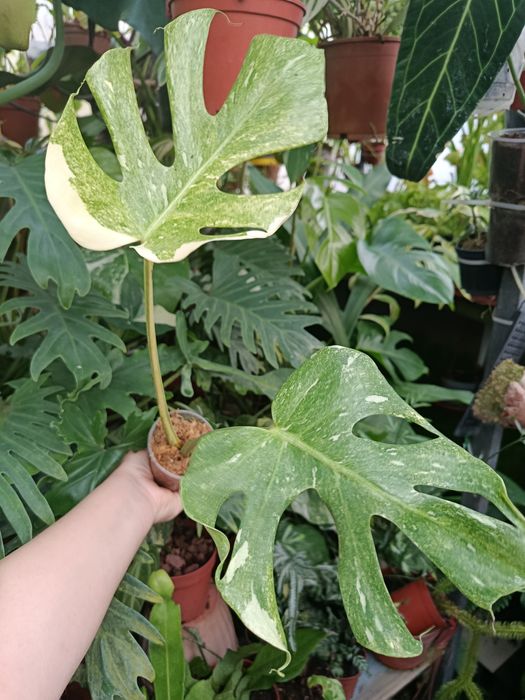 Монстера monstera platinum