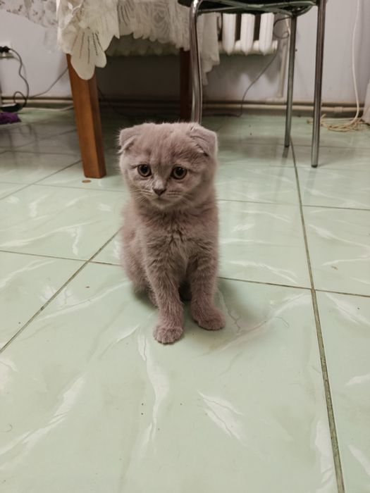 Шукає родину висловухий хлопчикик