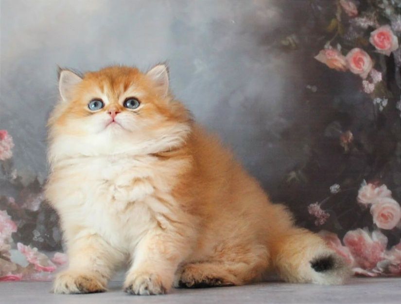 Золота довгошерстна британочка чекає саме вас