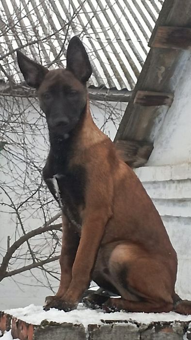 Малинуа Найкращі цуценя бельгійскої вівчарки