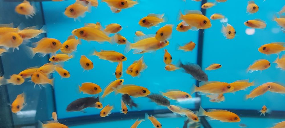 Pyszczaki Metriaclima Estherae Red-Red Malawi Tanganika