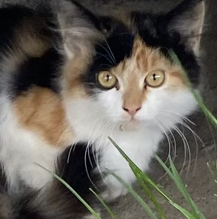 Принцеса у найкращу сімʼю