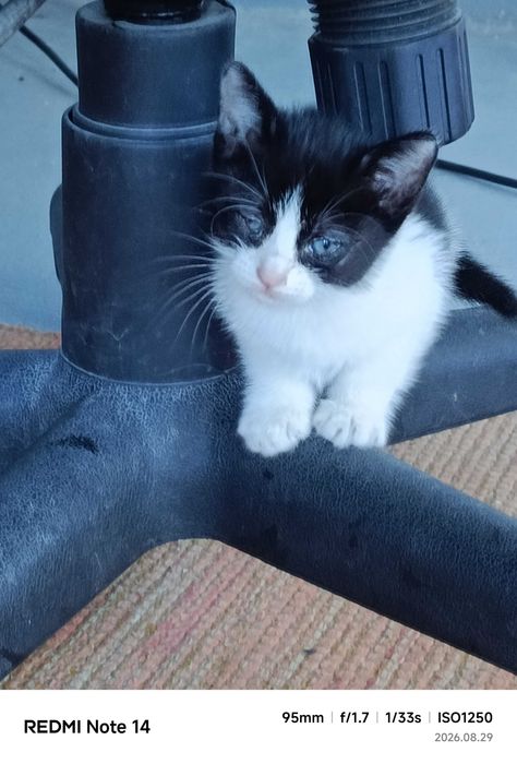 Gato bebé para adoção responsável