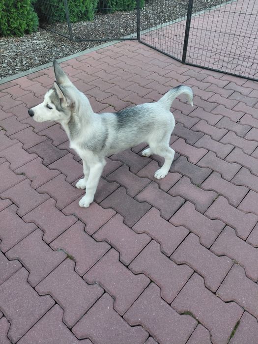 Siberian Husky blekitnoki