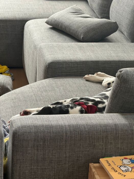 Sunia dalmatyńczyk ADOPCJA Rodowód