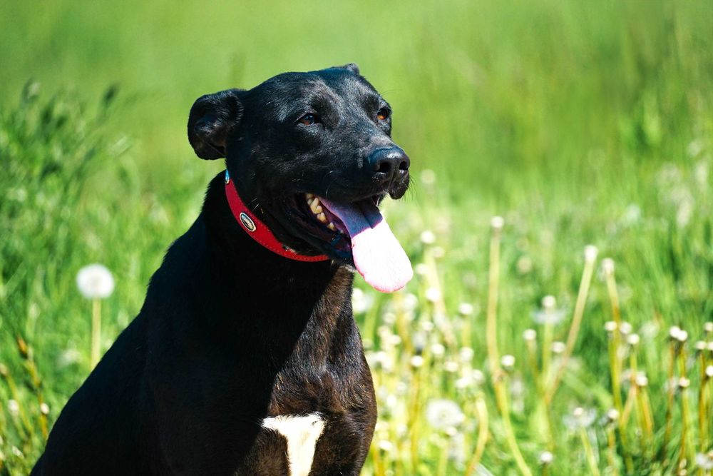NENA - śliczna sunia w typie labrador