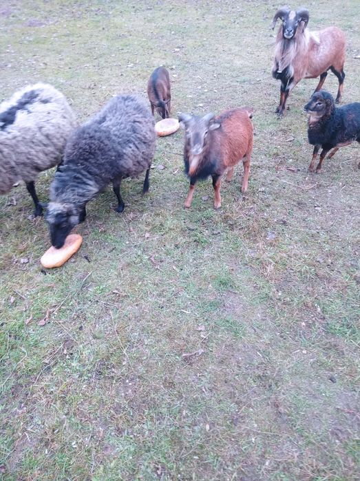 Sprzedam sprzedam sprzedam...