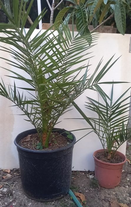 PALMEIRAS  exteriores pequenas e médias