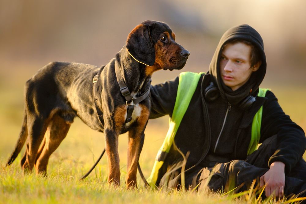 FADO - pies w typie gończy polski