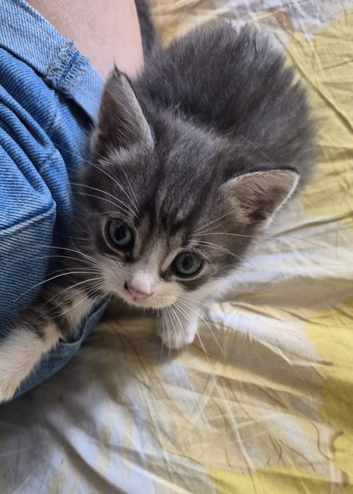Отдам котят бесплатно