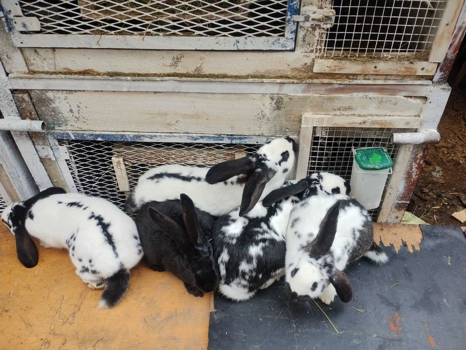 sprzedam króliki samiec i samiczki