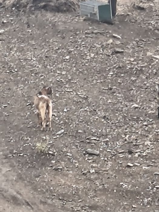 Vendo um Chivo em Moncorvo