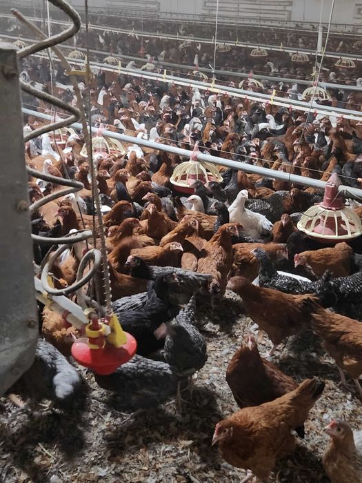 Kury nioski mlode z pierwszym jajkiem ROSA1 Dominant prosto od Hodowcy