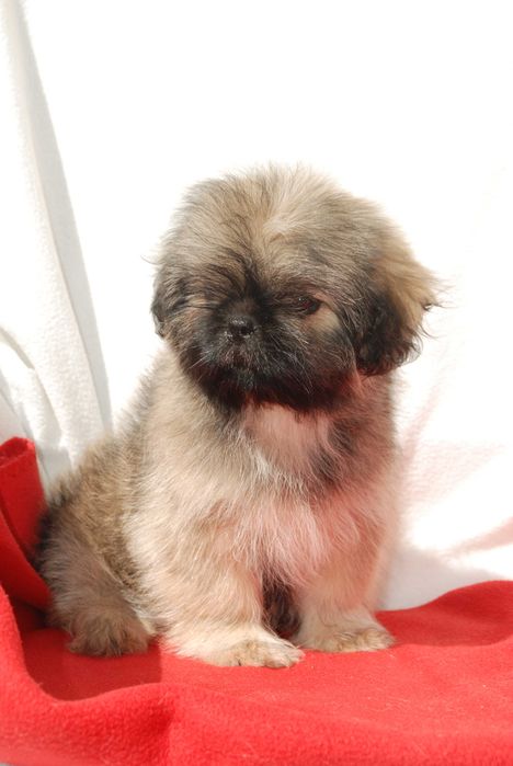 shih tzu sunia 10 tygodniowa sobolowa