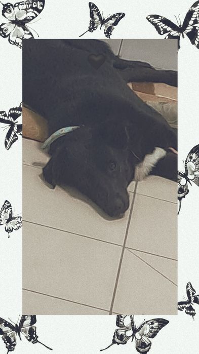 Fajna suczka o imieniu Sławka czeka