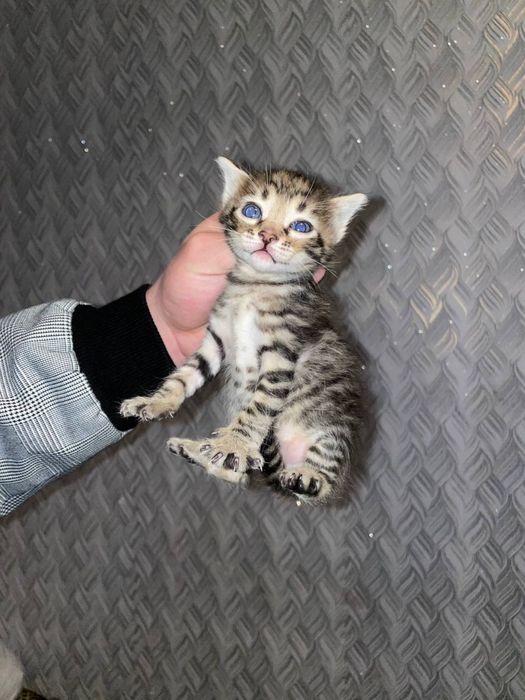 котята от настоящей самоедки