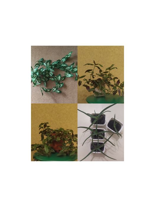 Традесканция фиолетовая,ампельная традесканция