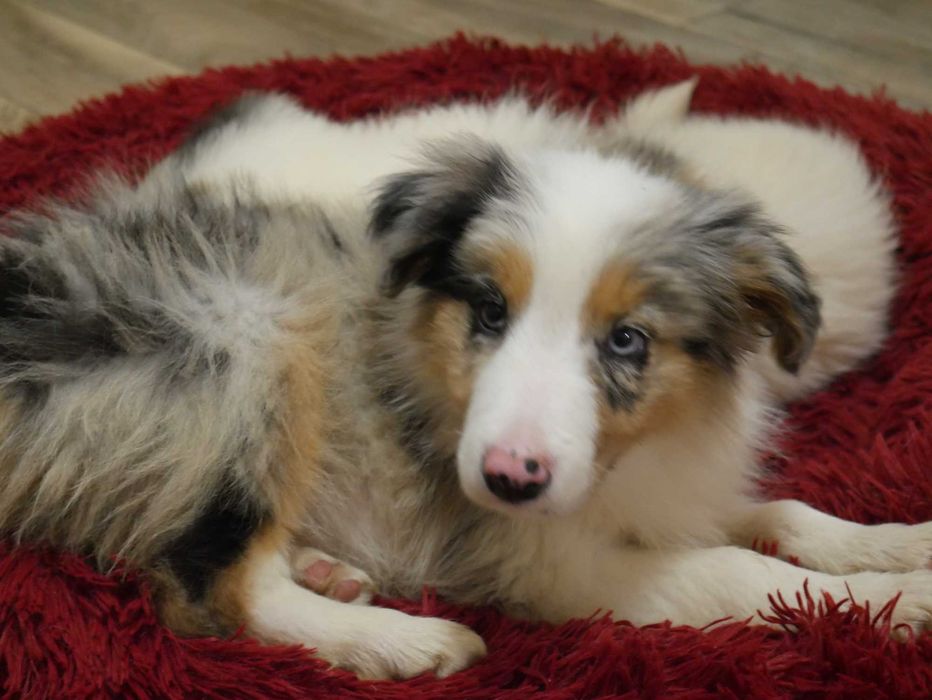 Border Collie Blue Merle Tri Color
