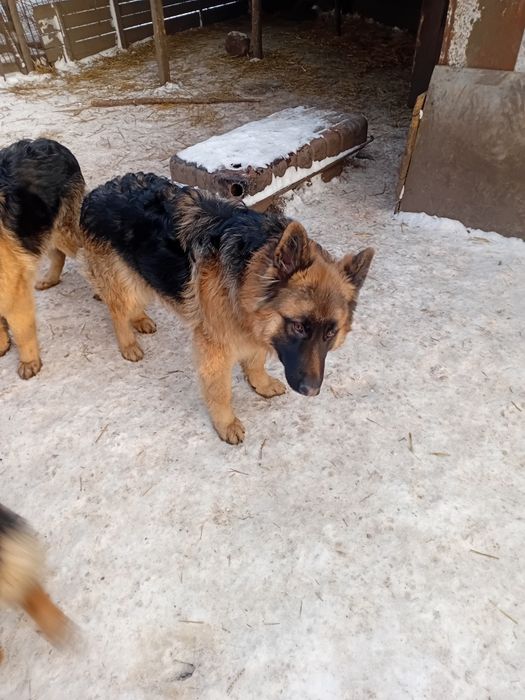 Продам цуценят нім вівчарки