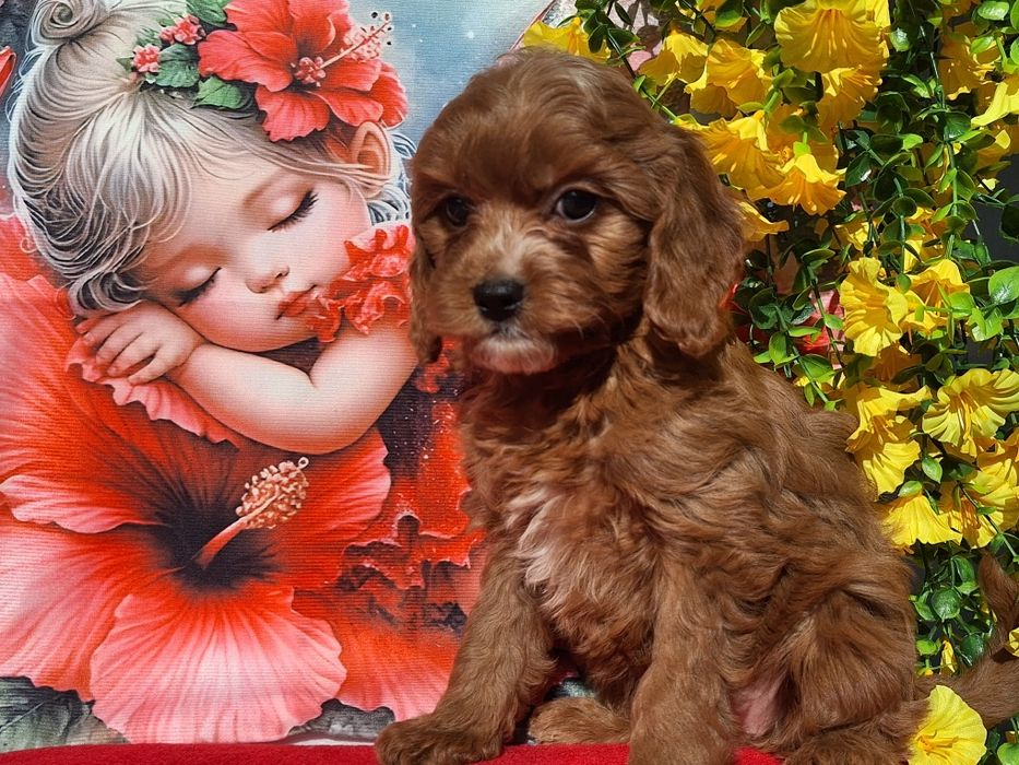 Cavapoo Red  z certyfika i paszportem
