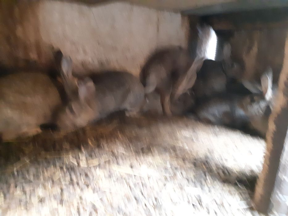 Króliki dzikie króliki