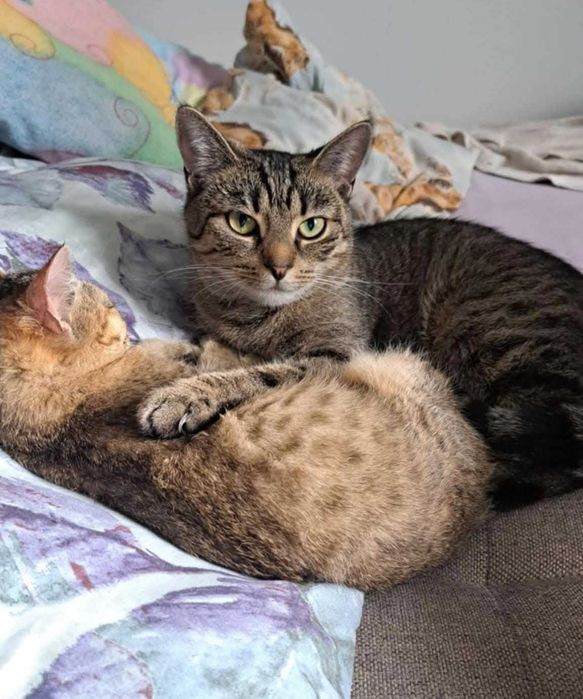 Dwie młode kotki do adopcji