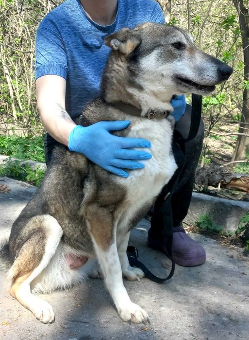 Західносибірська лайка Амі шукає дім
