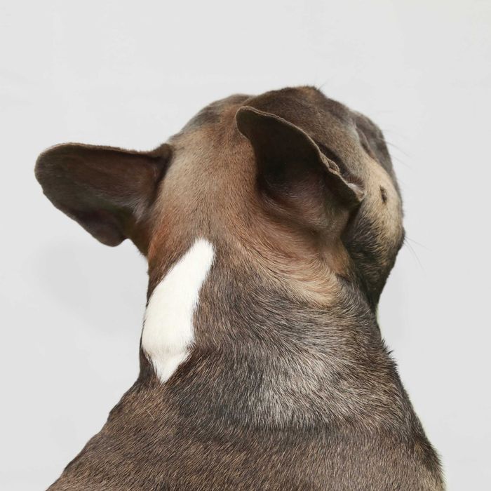 Французький бульдог під вязку