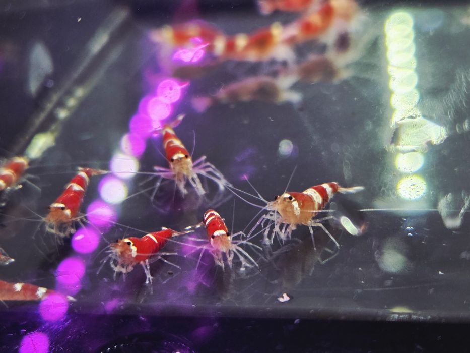 Krewetka caridina super crystal red