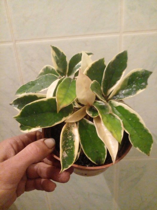 Продам або обміняю хойї