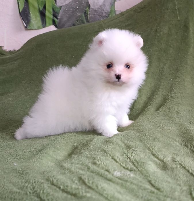 Супер білий оптік шпіц