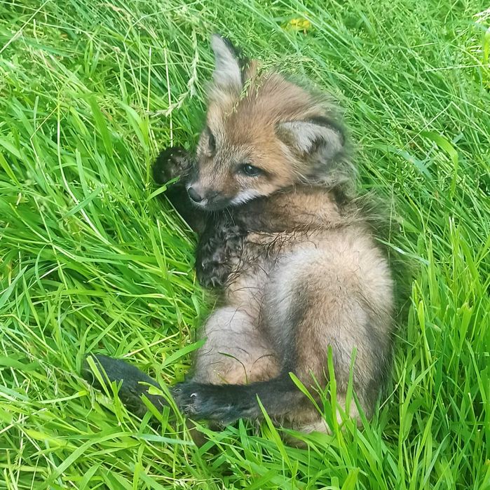 Lis, lisek domowy, lisy hodowlane rude, Red REZERWACJA 2026