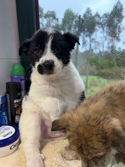 Cachorros para adoção responsavel
