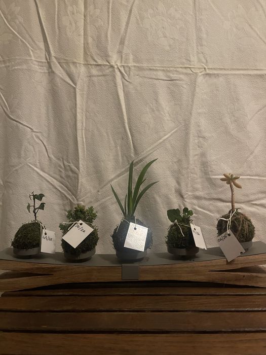 Kokadamas plantas naturais