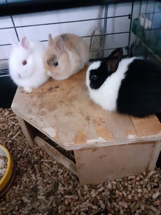 Coelhos anões belier e mini toy holandês