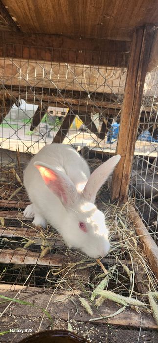 Продам, обміняю, є самці, є самки!! ного віку!!