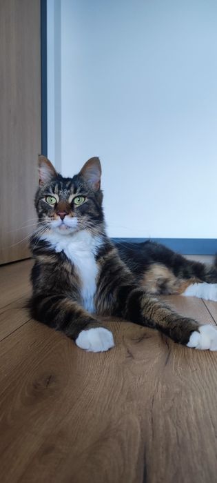 Koci hotel w Tarnowskich Górach