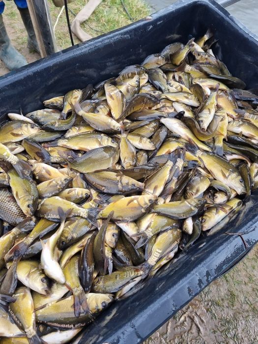 Narybek lina,karpia,amura,Tołpyga,Karaś pospolity