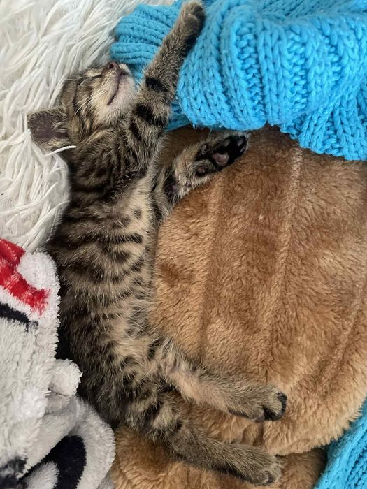 Dwa maluszki szukają domu