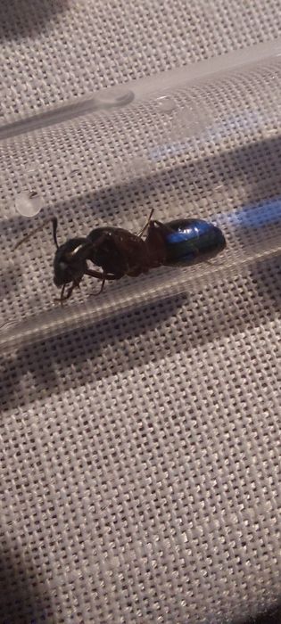 Camponotus herculeanus