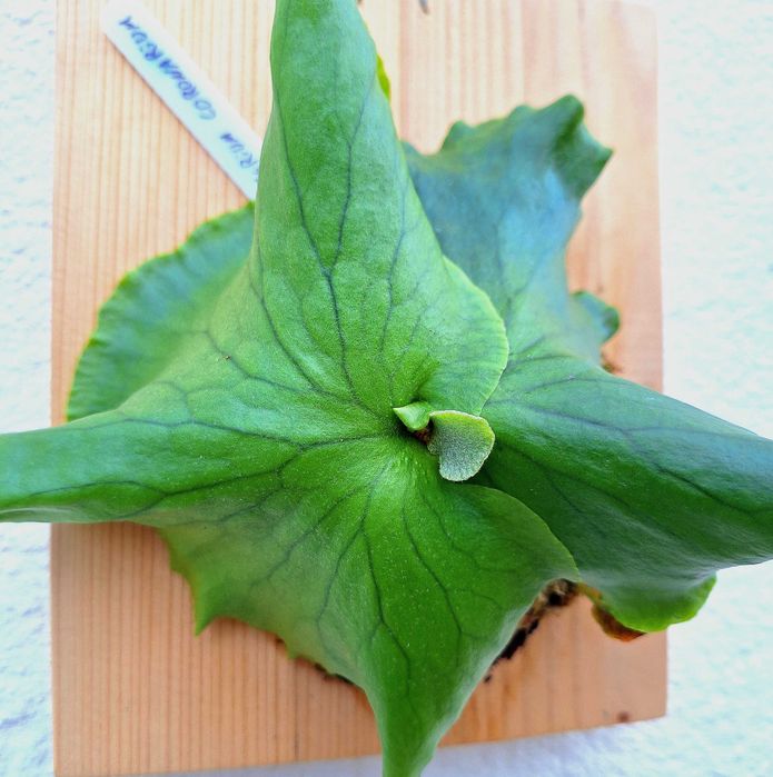 Platycerium coronarium