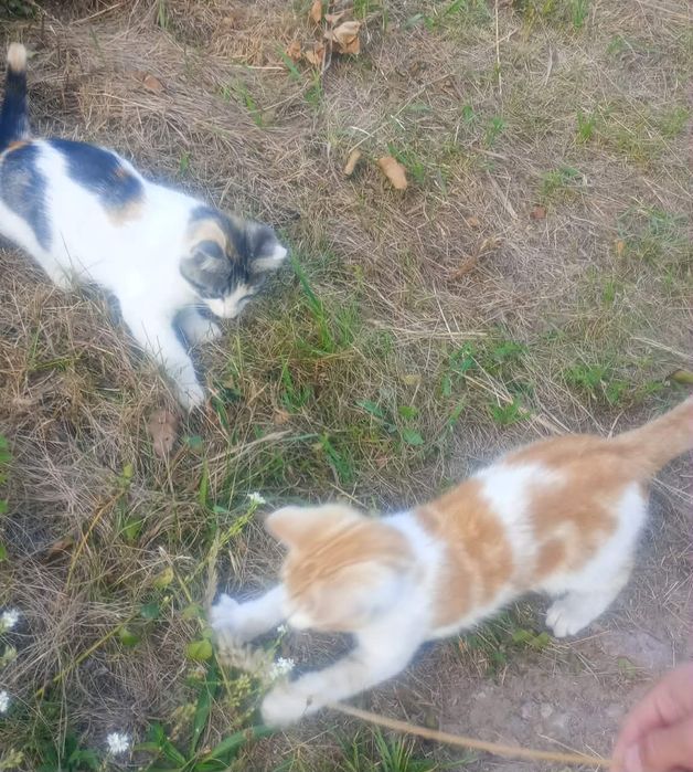 Cudowne koteczki szukają domku!