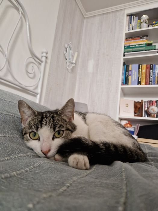 Lubi psy i ludzi! Drobna kotka do adopcji #kot