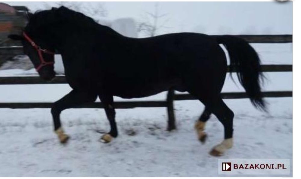 Ogier sp kary  Poker