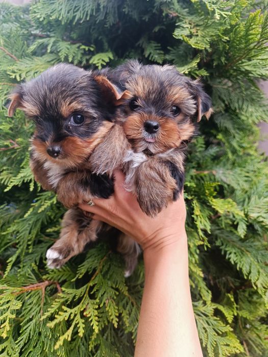 Дети йорки  клубные