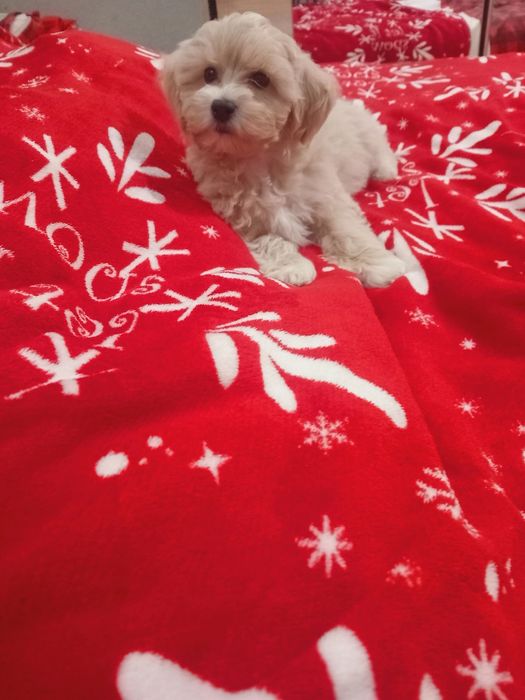 Maltipoo ,maltańczyk ,pudełek toy