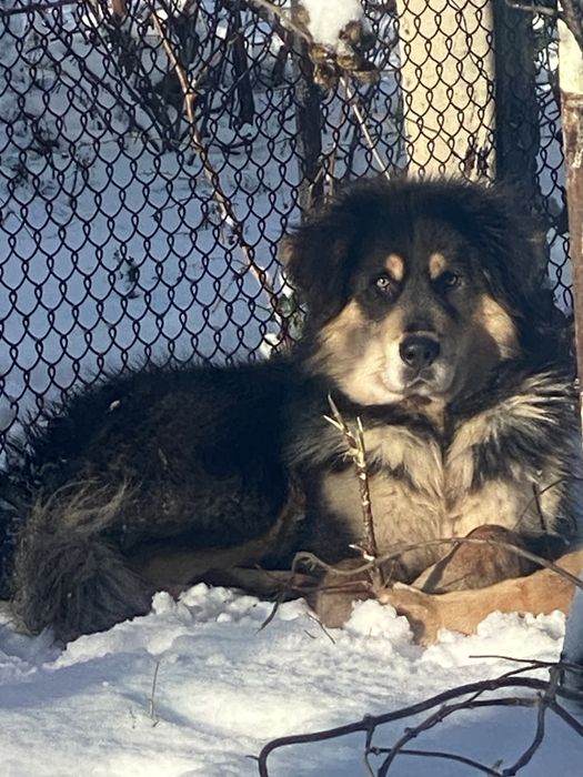 Блакитна дівчинка