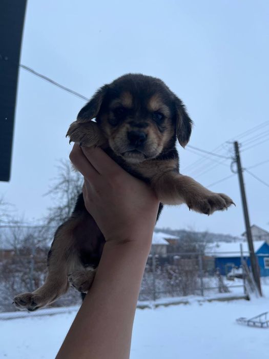 Цуценята дівчатка