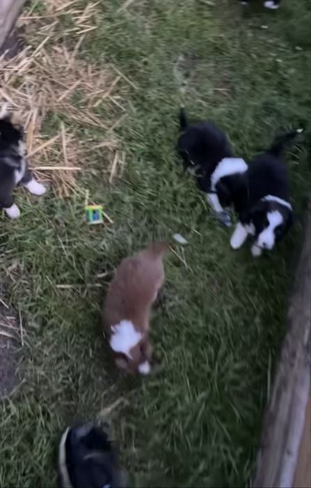 Szczeniaki border collie