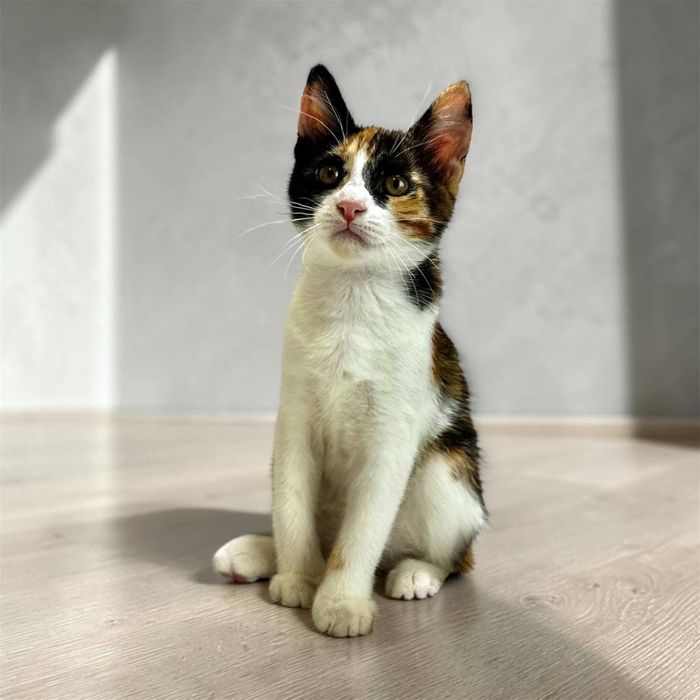 Котенок девочка в добрые руки